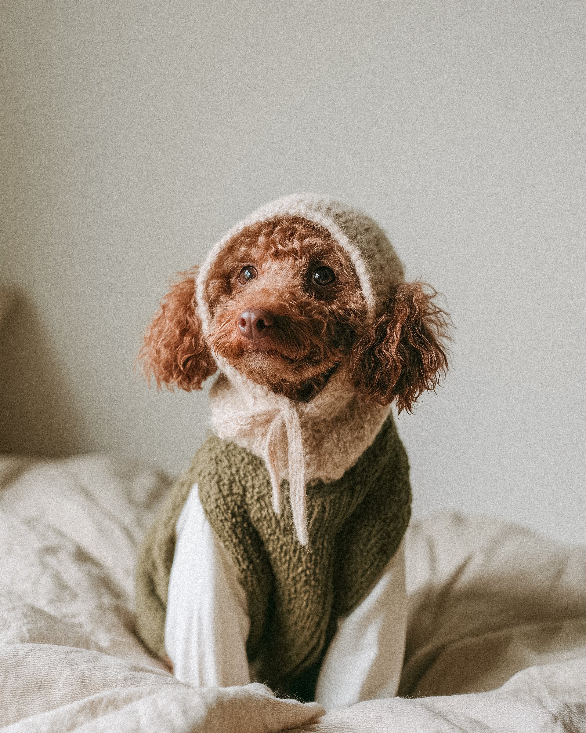 Cozy Dog In Knitwear