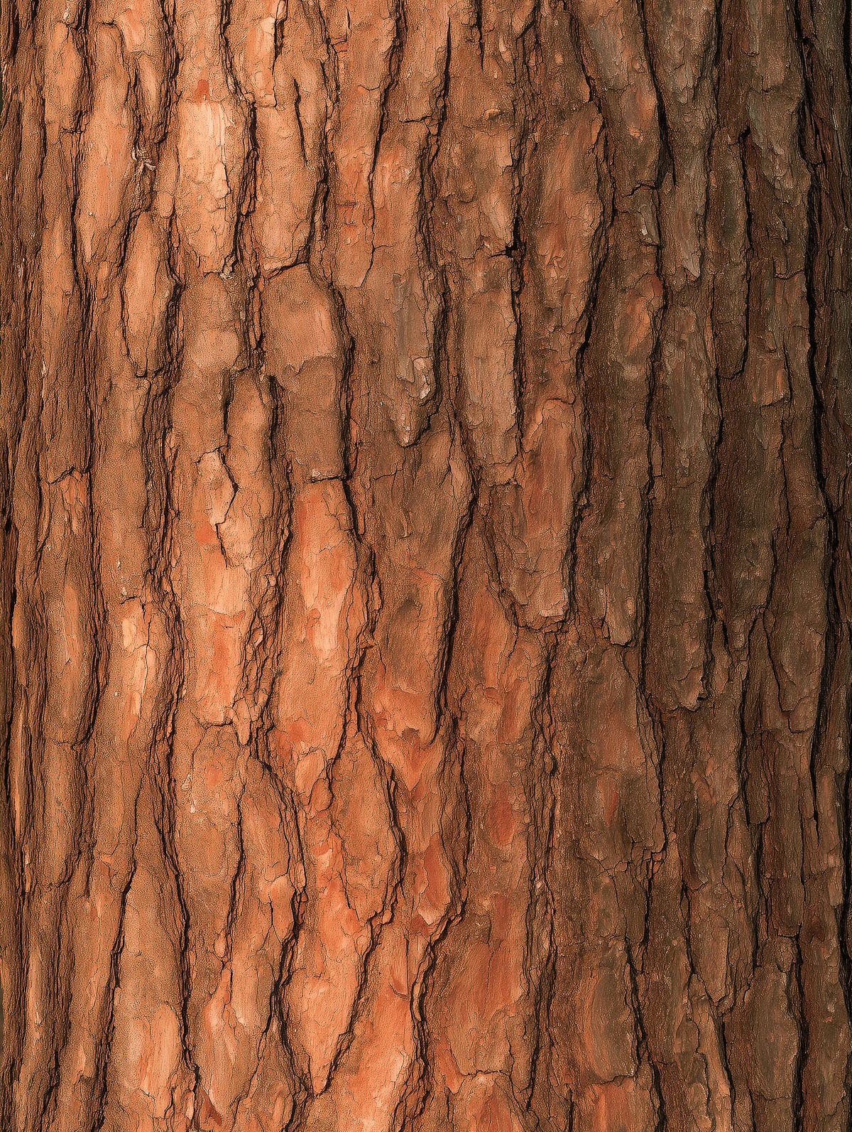 Brown Tree Bark Texture with Deep Cracks and Rough Natural Surface — AI ...