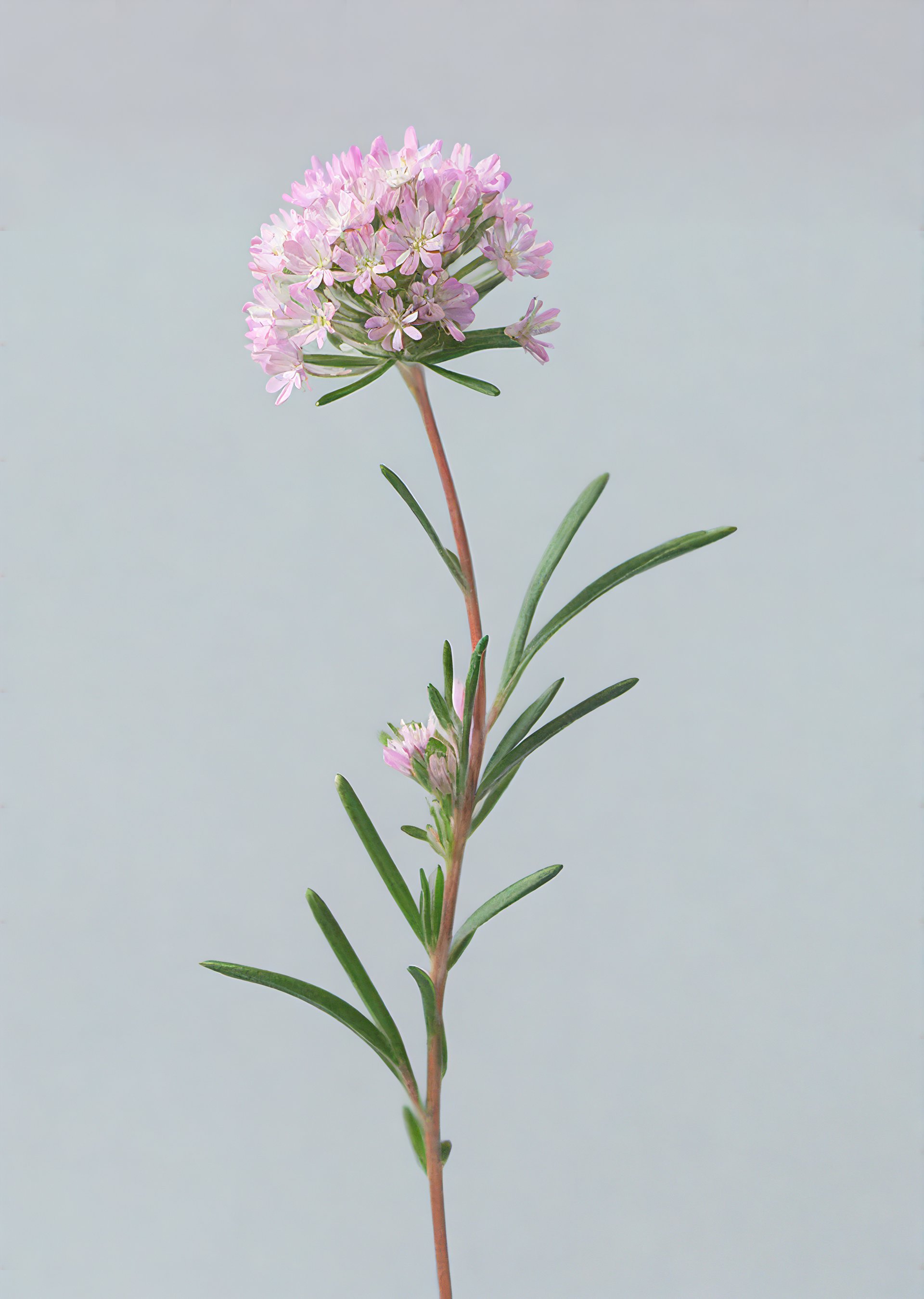 waxflower
