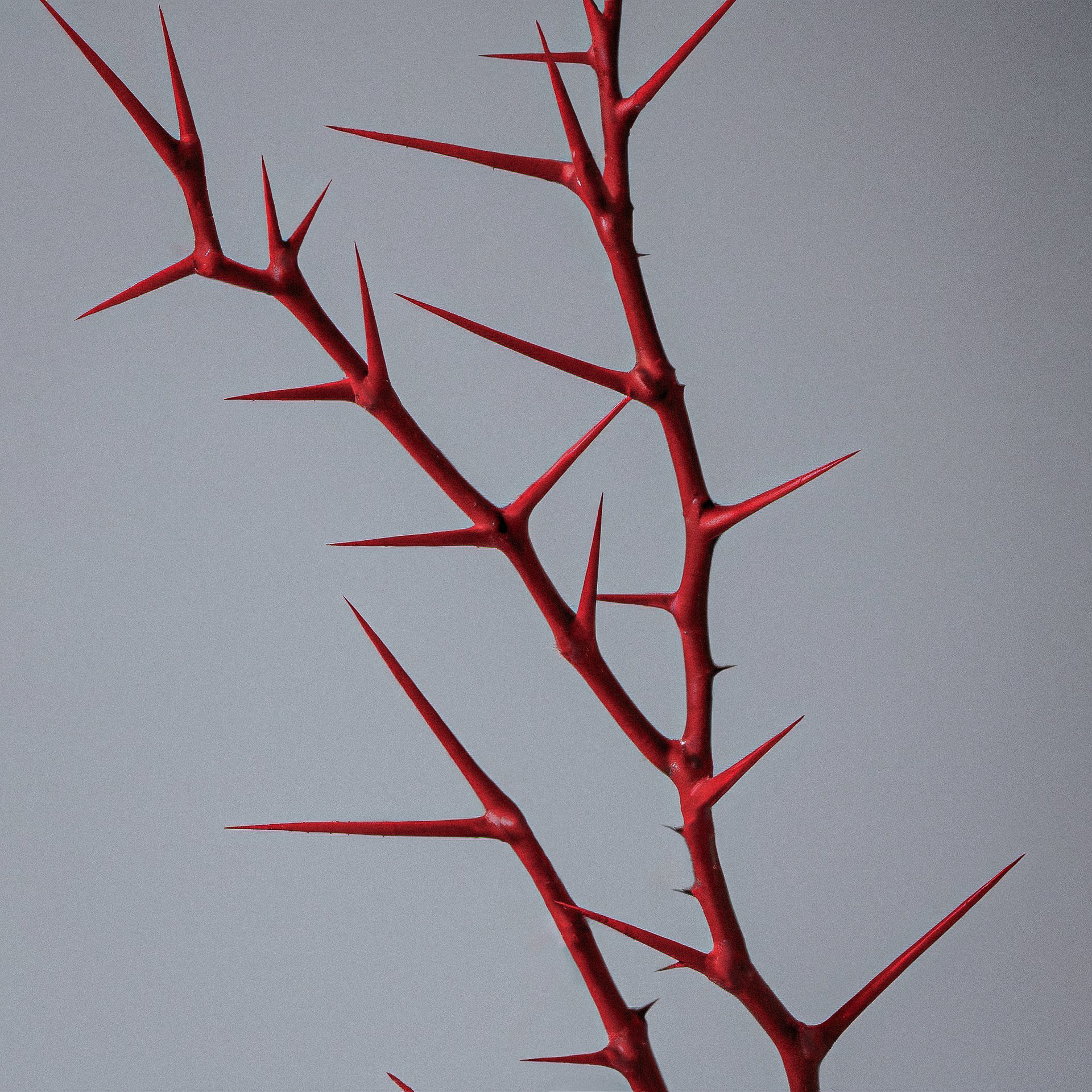 Red thorn stem