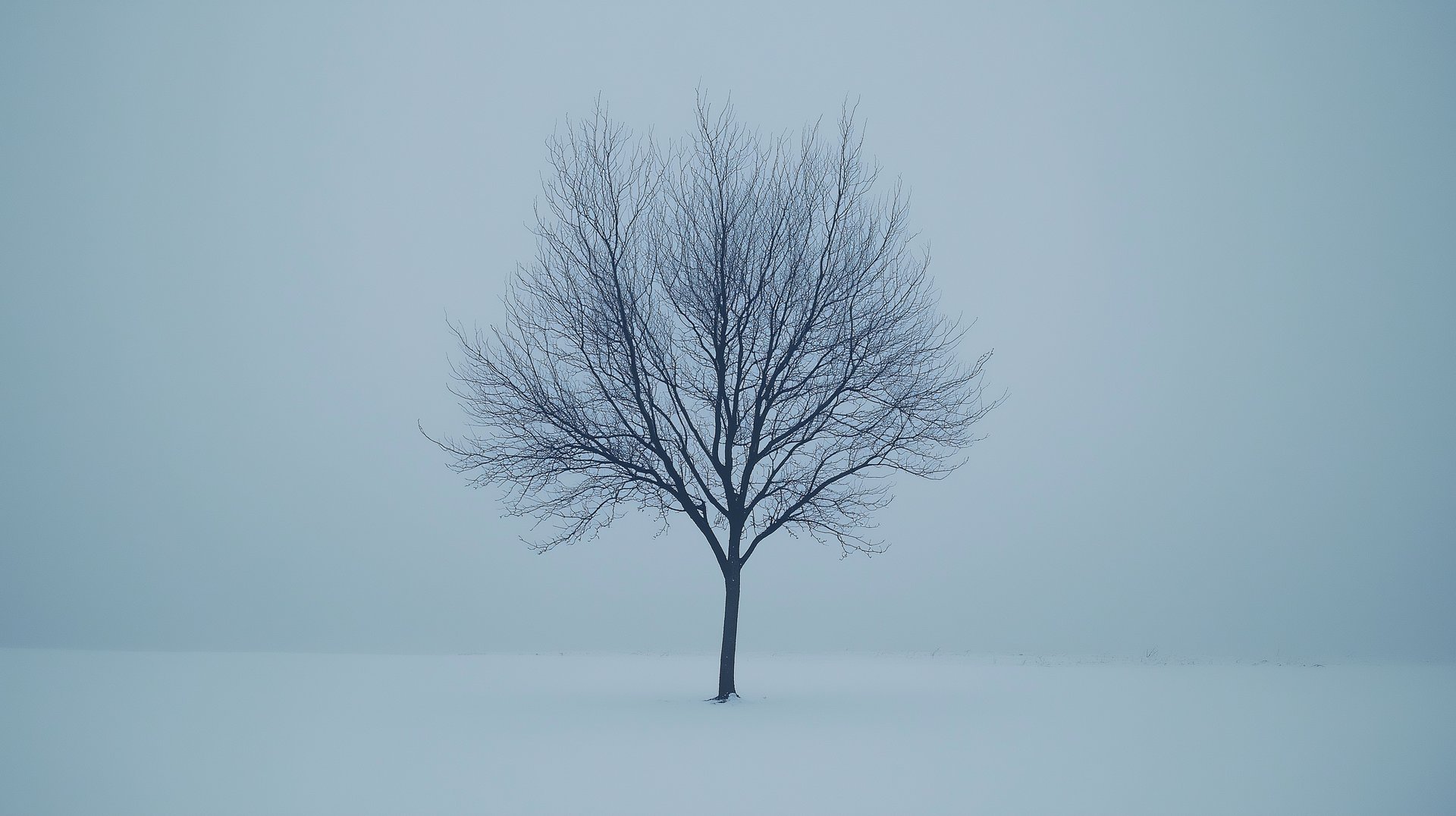 Trees in a winter landscape