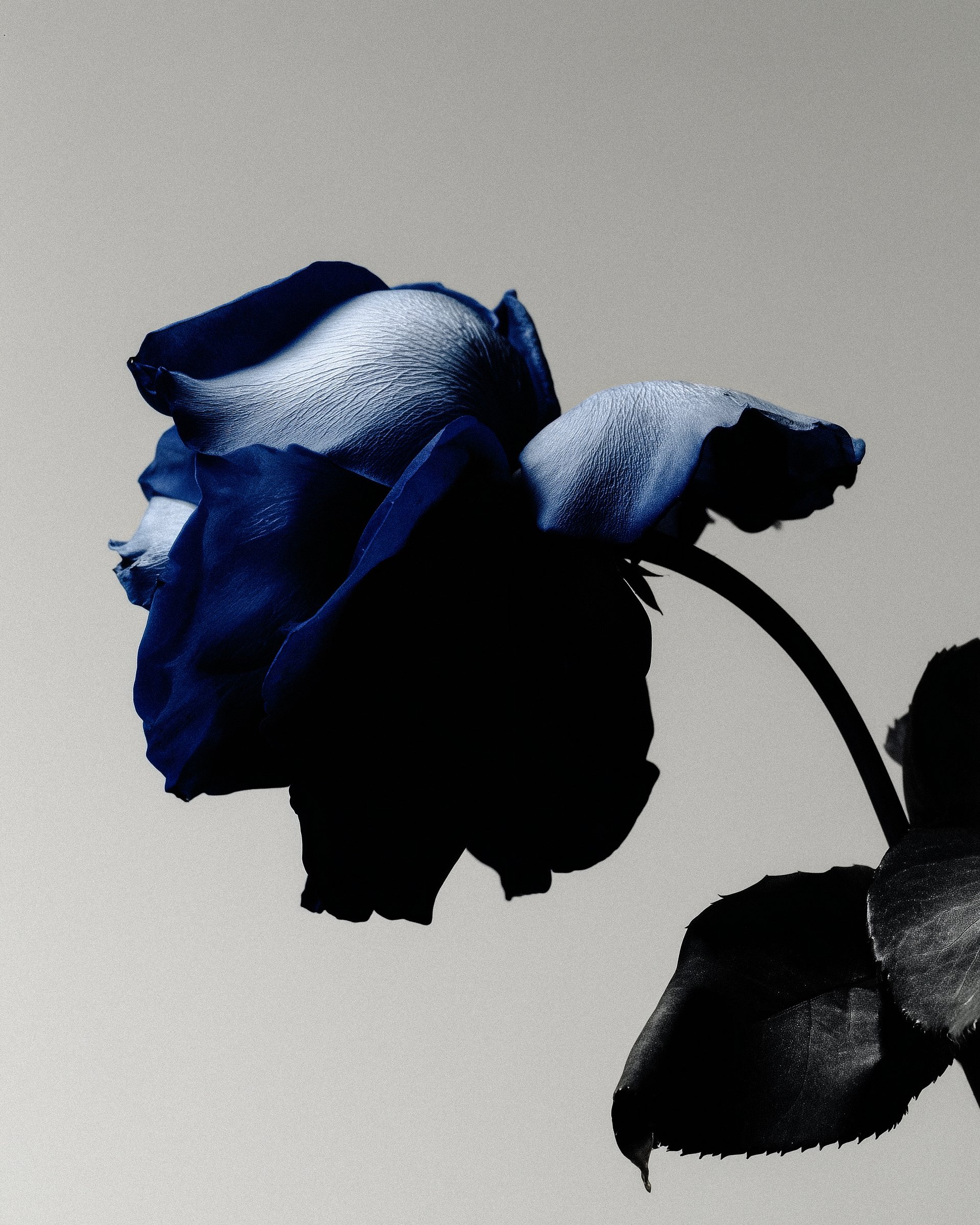 Ambivalence of blue roses
