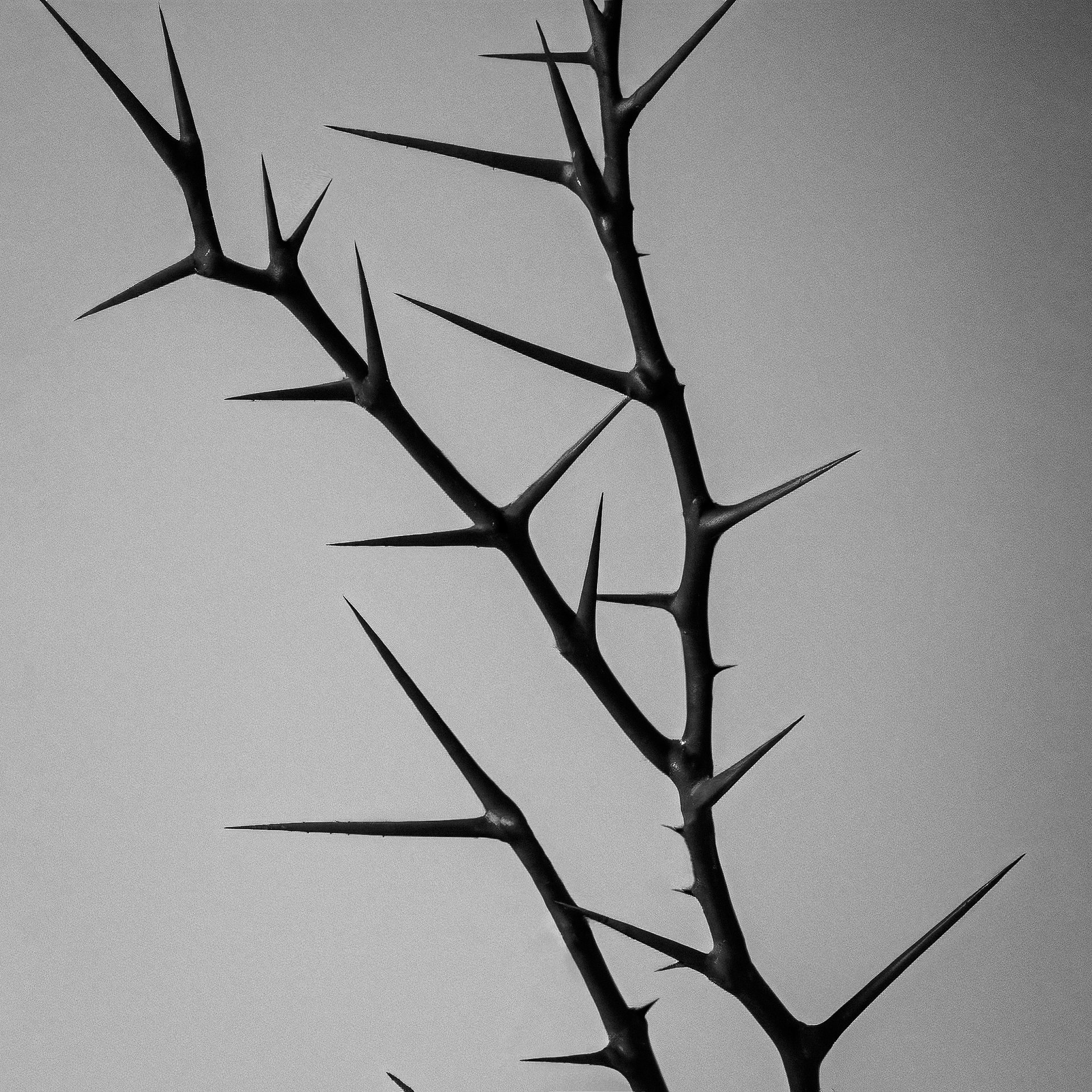 Black thorn stem