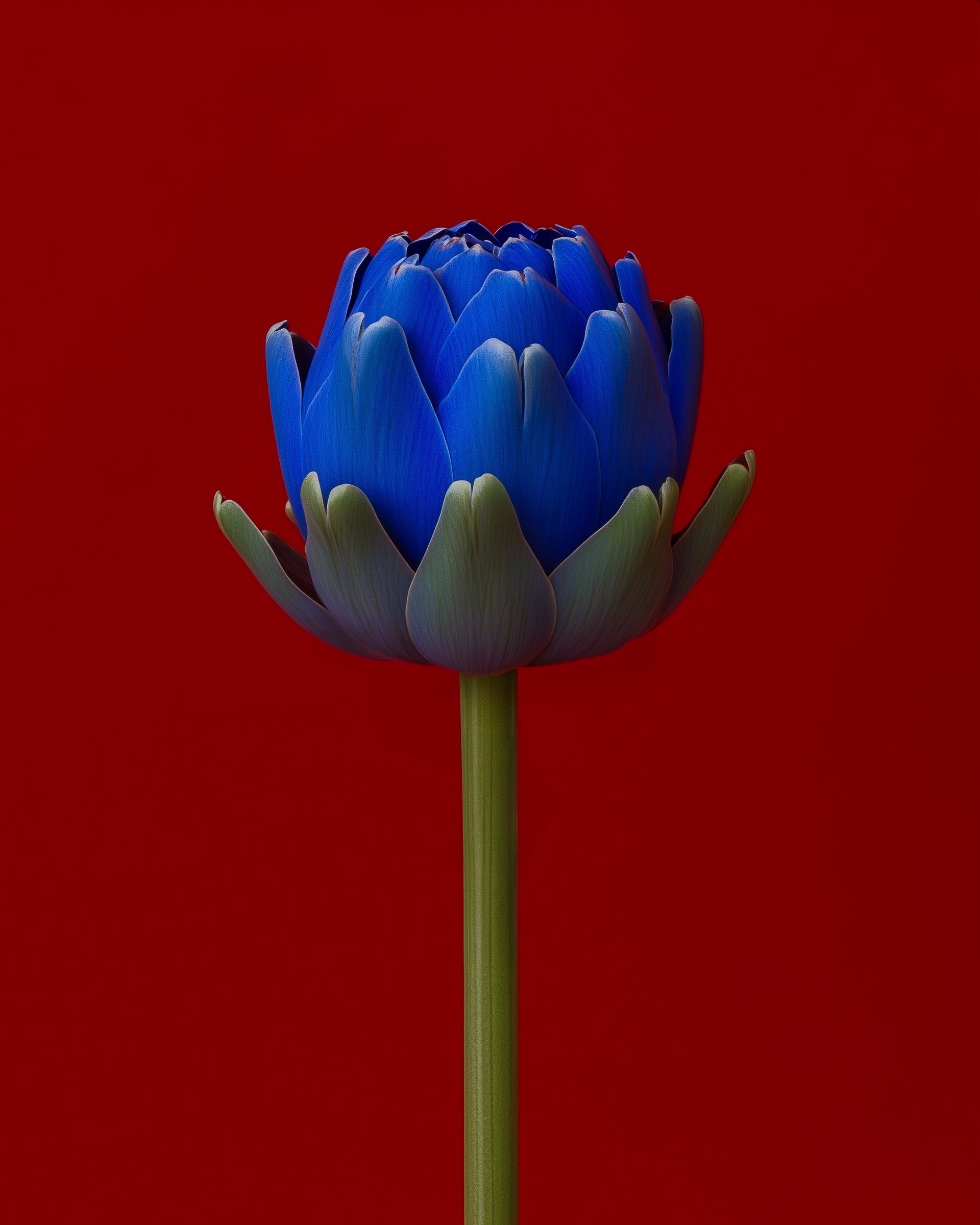 Blue Lotus on Red Background