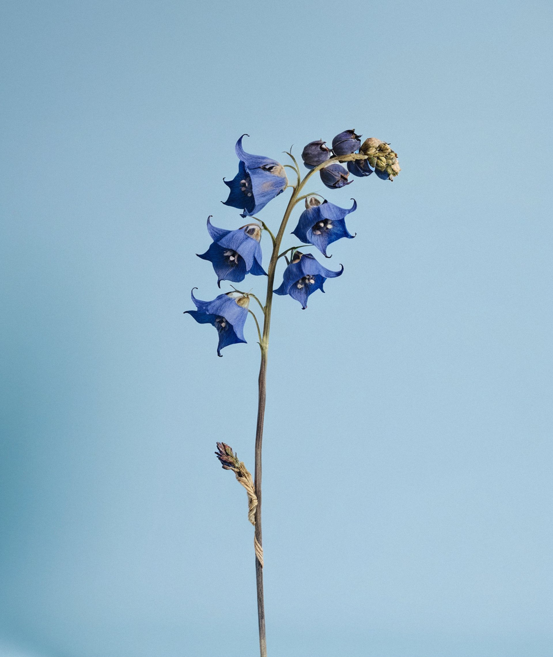 Dried flowers, one object, Delphiniums,
