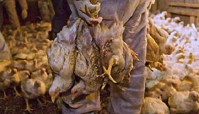 poultry image