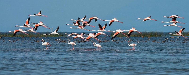 Birds Island