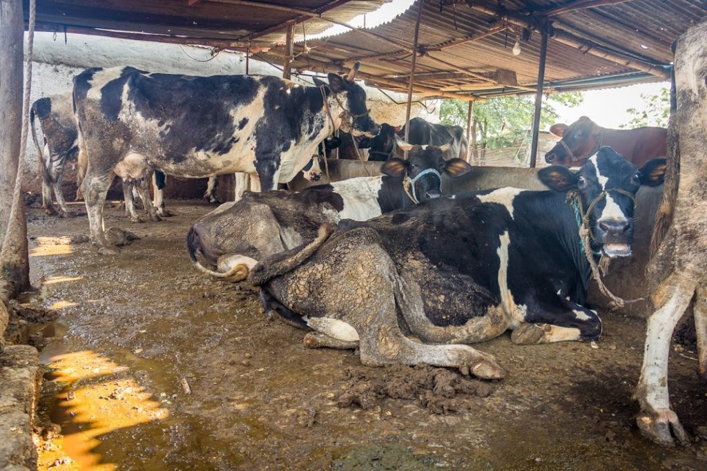 cattle in cowshed