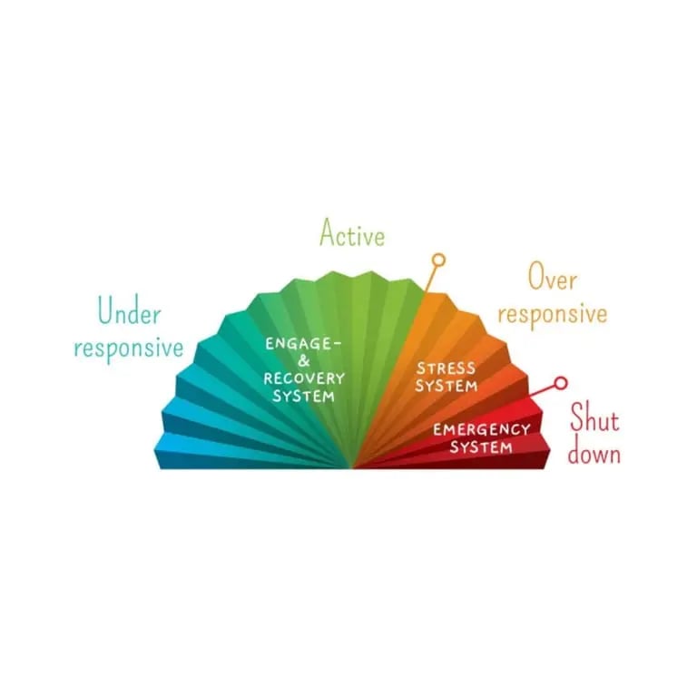 The sensory Fan-model