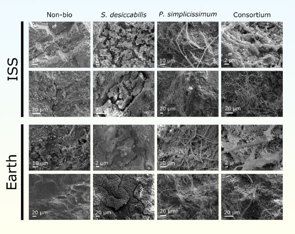 Scanning electron microscopy (SEM) images of the L-chondrite fragments in the two gravity conditions. Image credit: Santomartino et al., doi: 10.1038/s41526-02…