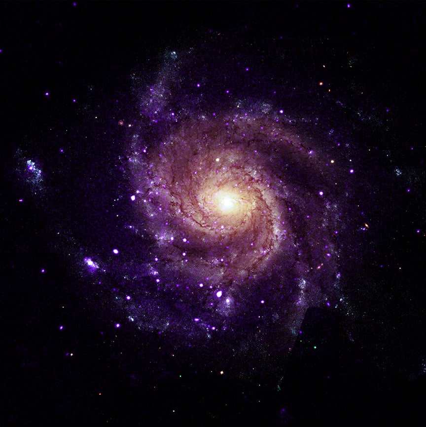 Spirální galaxie M101 se světlým jádrem a fialově zobrazenými rentgenovými zdroji.