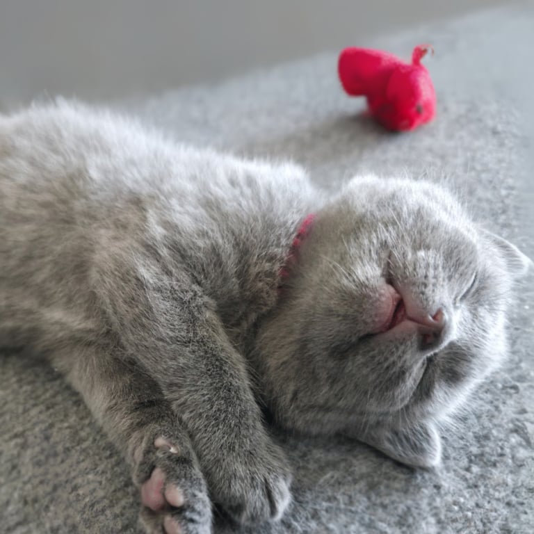 Sleepy kitten
