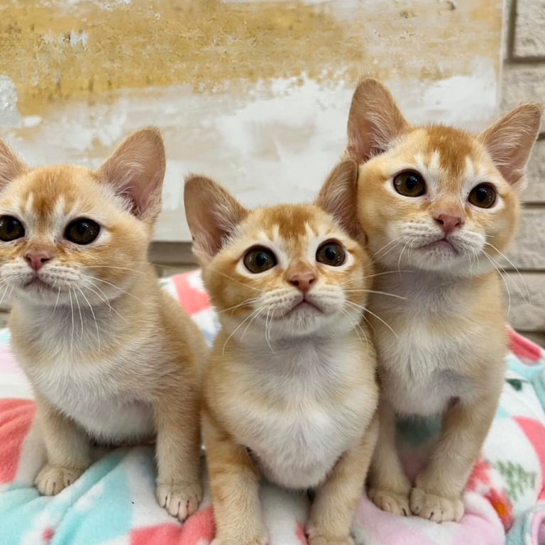 Three kittens