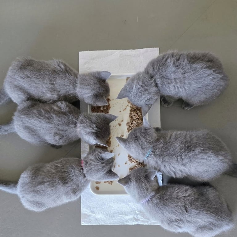 Kittens eating CatChi