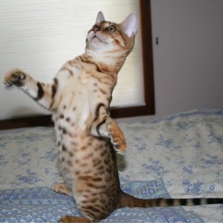 Benzots Bengals kitten