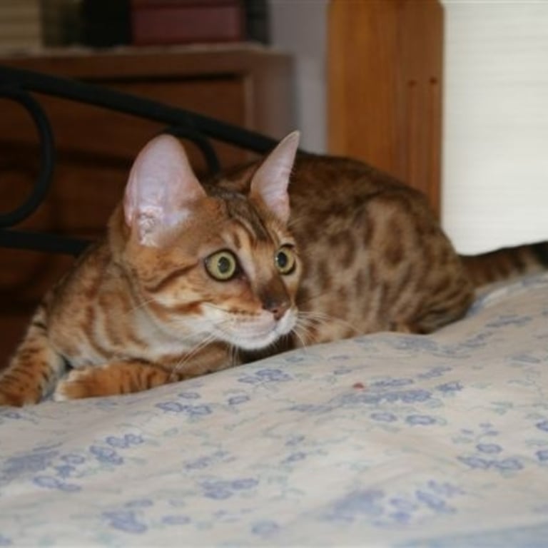 Benzots Bengals Bengal cat