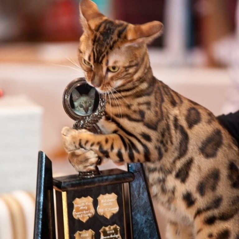 Benzots Bengals Bengal with awards