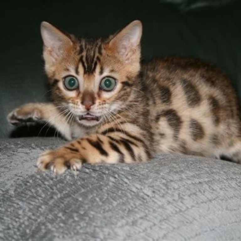 Benzots Bengals kitten