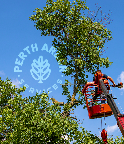 A worker in a red lift trims branches from a tall tree under a clear blue sky. A transparent Perth Arbor Services logo and the Perth City Dental name are overlaid on the image.