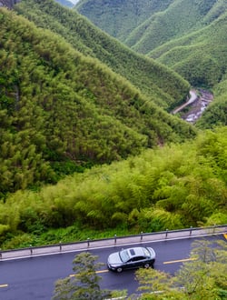 Bamboo forests
