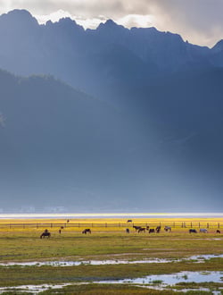 Napahai Scenic Area
