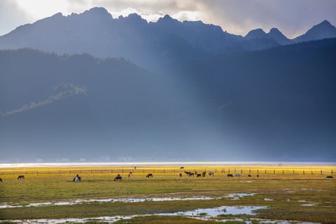 Napahai Scenic Area