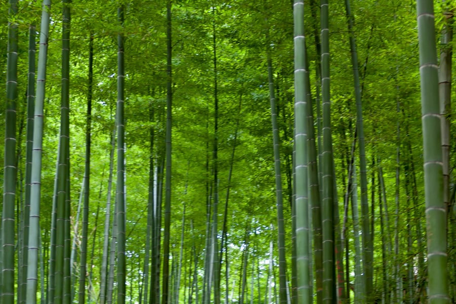 Anji Bamboo Sea