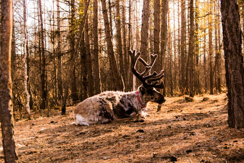 Ewenki Reindeer Tribe Scenic Area
