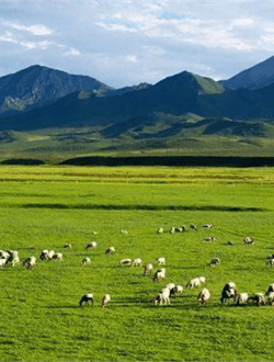 Qilian Mountain grasslands
