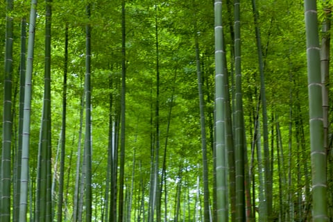 Anji Bamboo Sea