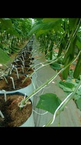 Hydroponic Foodladder System