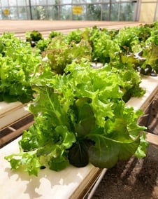 Foodladder Green house