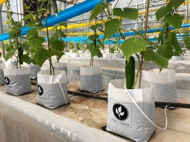 Foodladder Planting Process