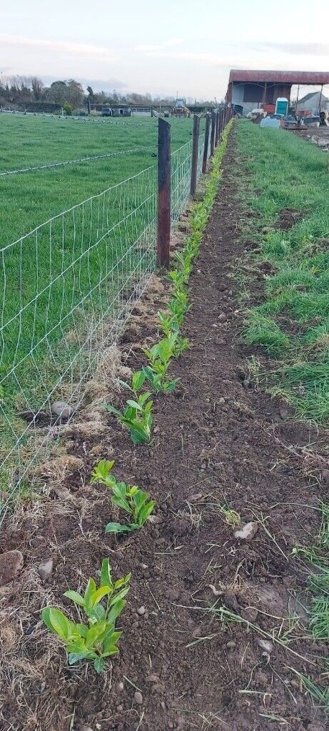 Laurel Hedging 