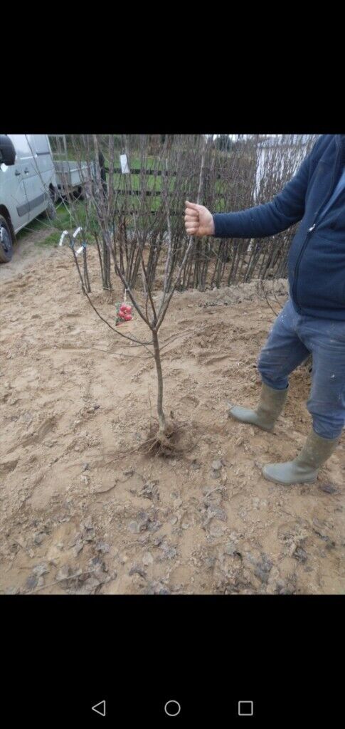 Apple Trees