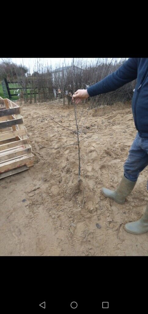 image for Apple trees - Bareroot