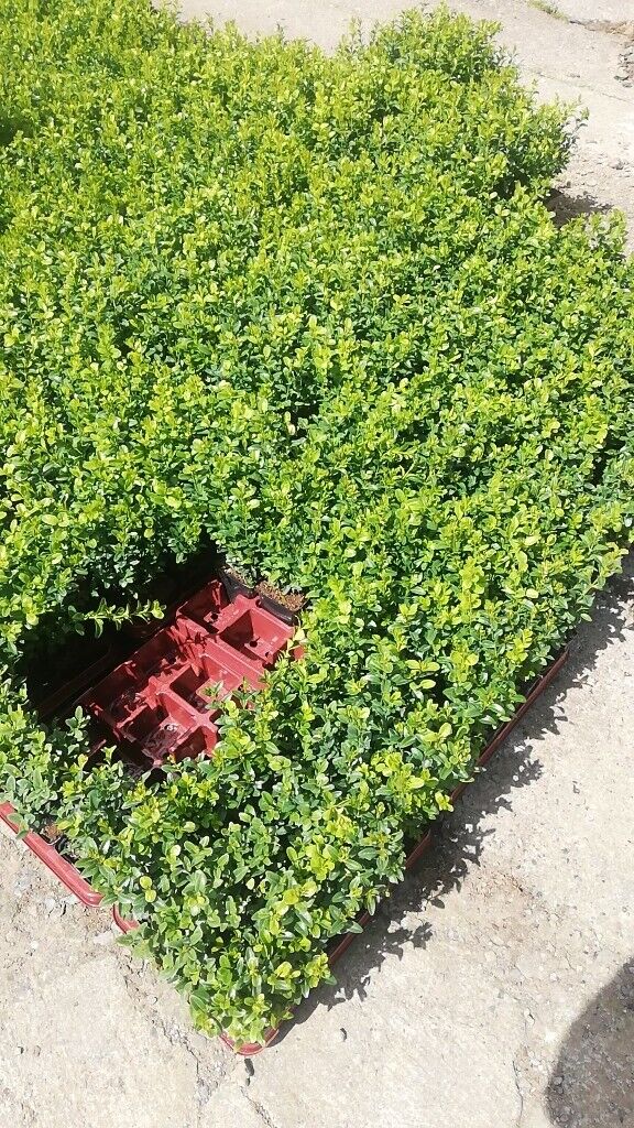 Box Hedging