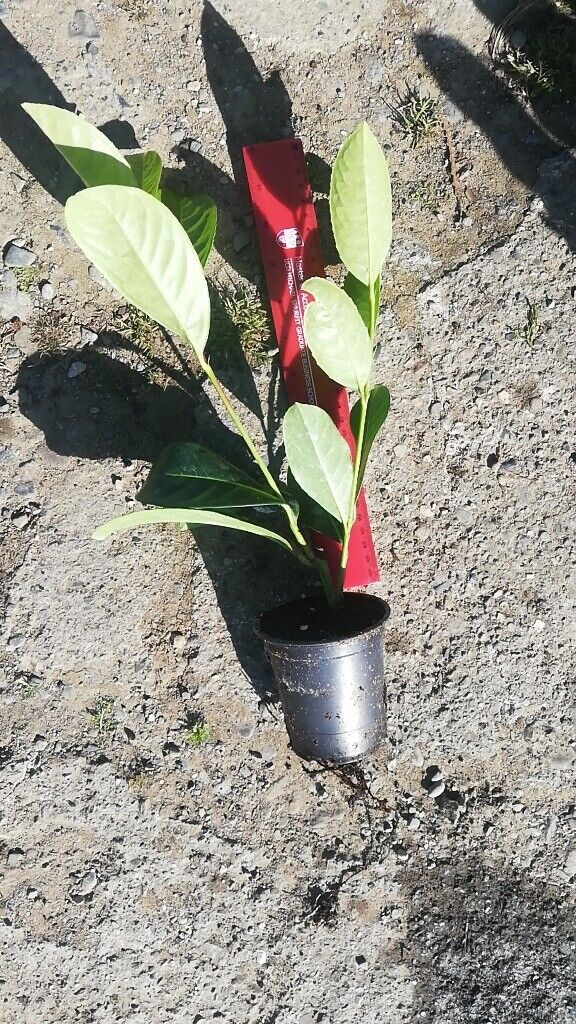 Laurel Hedging