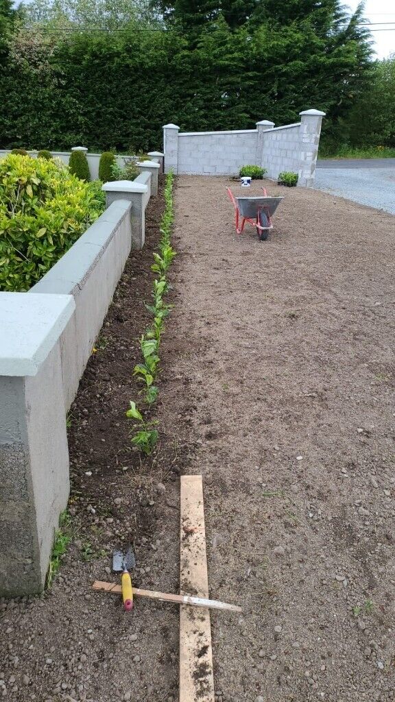 Laurel Hedging