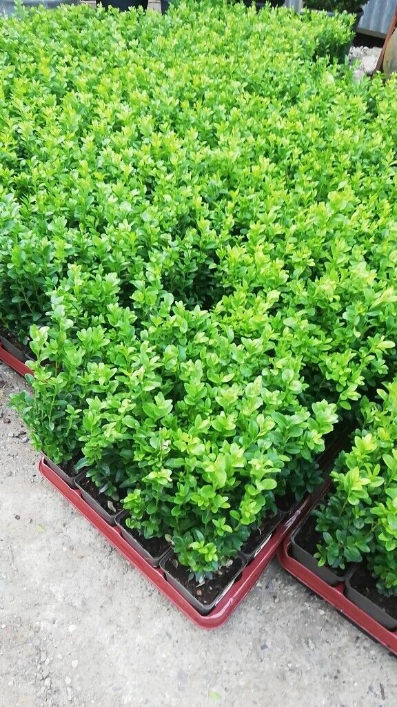 image for Box Hedging