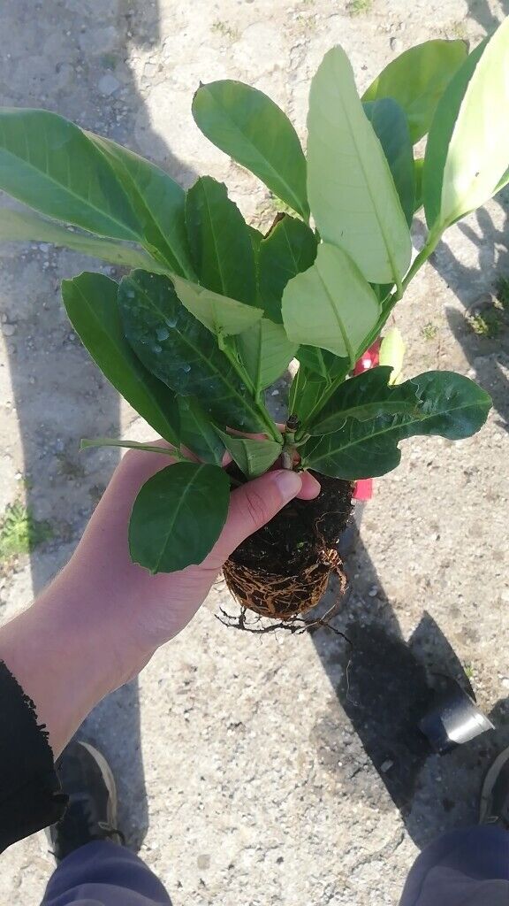 Laurel Hedging