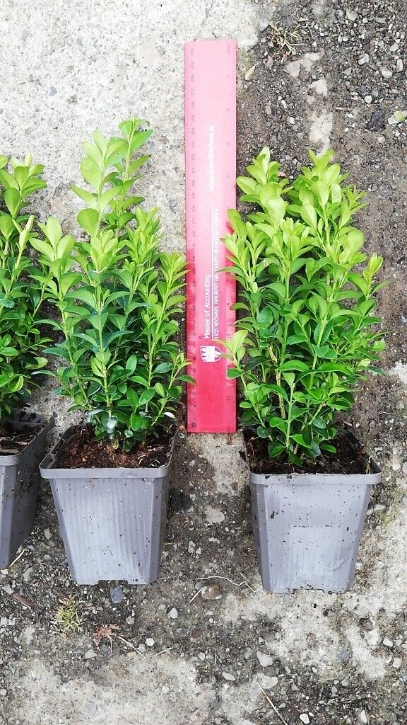 Box Hedging