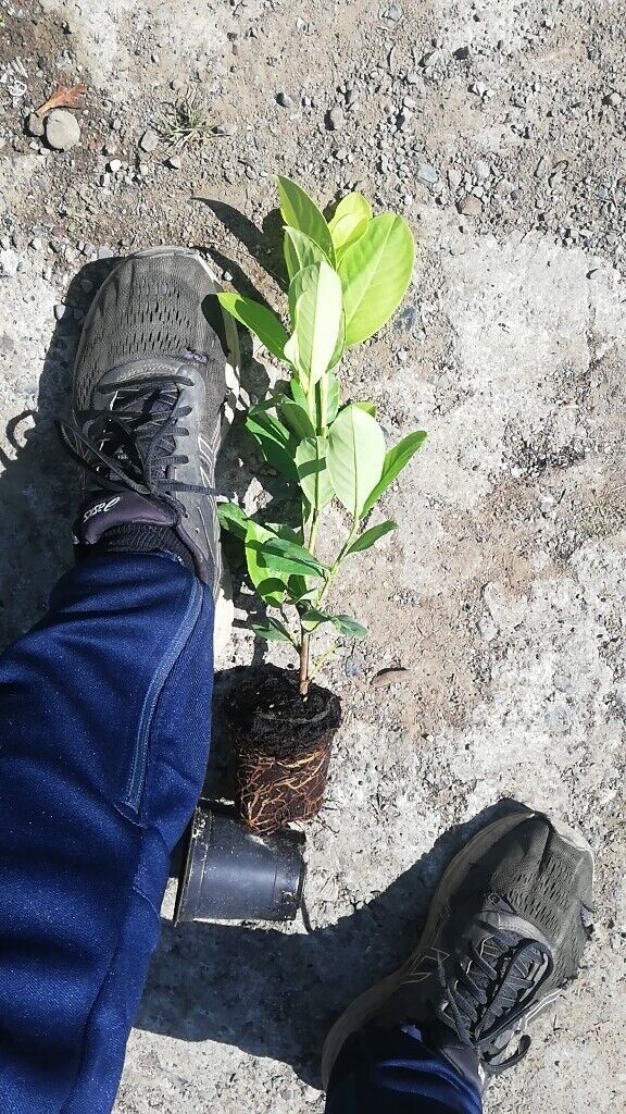 Laurel Hedging 