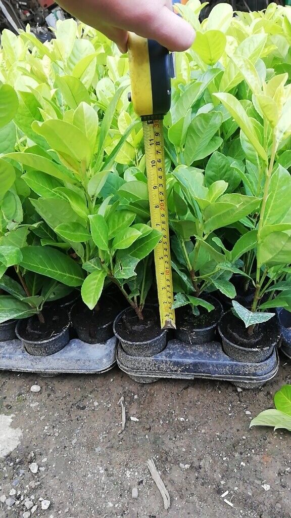 Laurel Hedging 