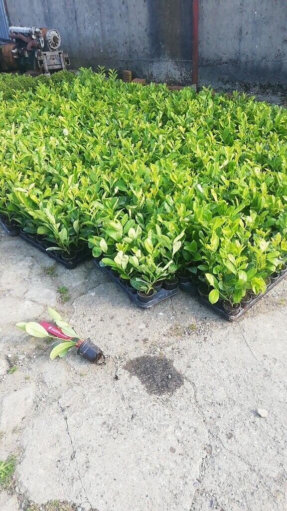 Laurel Hedging