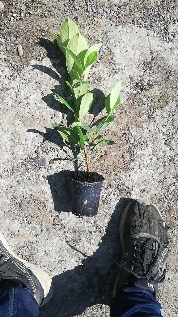 Laurel Hedging 
