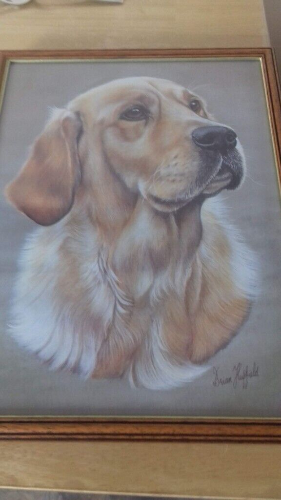 image for GOLDEN RETRIEVER FRAMED PICTURE