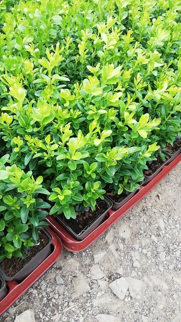 Box Hedging
