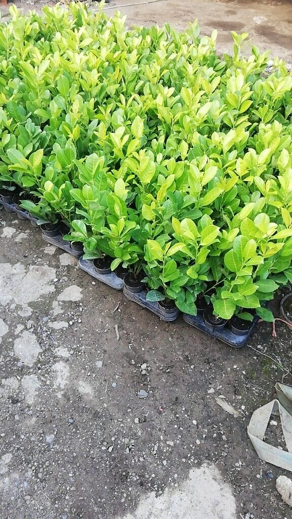 Laurel Hedging 