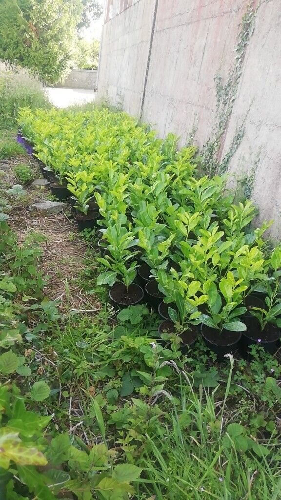 Laurel Hedging